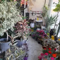 فروش گلهای آپارتمانی وباغچه ای