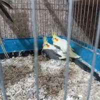 جوجه عروس هلندی