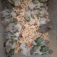 نیازمند انواع جوجه طوطی سرلاکی 30 روزه بالا نقدی