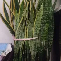 گل سانسوریا