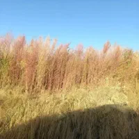 جارو شهردای