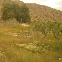 فروش ملک انجیر ثمری تفریحی