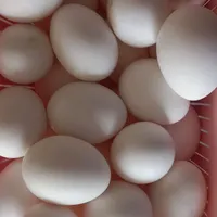 تخم مرغ ماشینی
