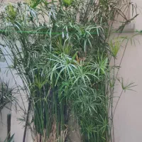 نخل مرداب|گل و گیاه طبیعی|تهران, خاوران|دیوار