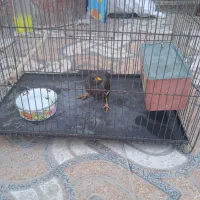 پرنده مینا|پرنده|باوی, |دیوار