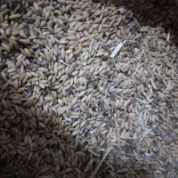 تعدادی مرغ خروس جوان وغاز