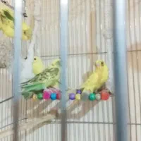 مرغ عشق|پرنده|گلبهار, شهر جدید گلبهار|دیوار