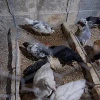 گلین لری و مرغ و خروس محلی