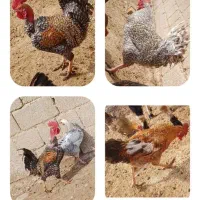 تخم مرغ نطفه دار تضمینی مرغ و خروس فروشی هم هس|حیوانات مزرعه|شیراز, باهنر|دیوار