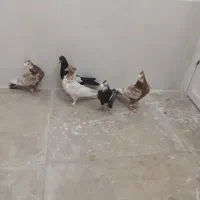 کبوتر