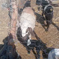 پلات دماغ طوطی مری