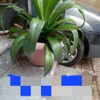 گل محبوبه شب