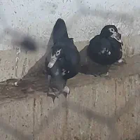 فروش 3 اردک روسی ماده