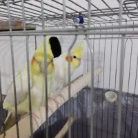 طوطی عروس مولد|پرنده|بوئین زهرا, |دیوار