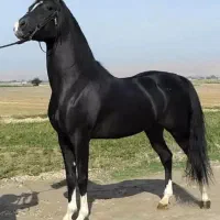 نریان سلطنتی آینده دار عرب خالص