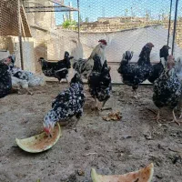 تخم نطفه دار گلین لری اصیل  زرینشهر|حیوانات مزرعه|فولادشهر, زاینده رود|دیوار