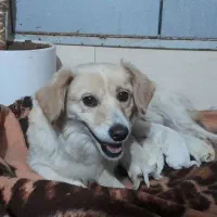 واگذاری، توله اشپیتز، و پامرمو بلند