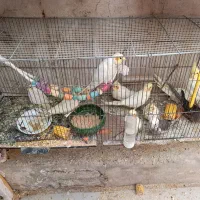 جوجه عروس لوتینو و گرینچیک سرلاکی|پرنده|علیآباد کتول, |دیوار