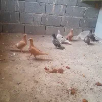 هفت تا جوجه سه تا زرد ۴ تا هفت رنگ دم سفید