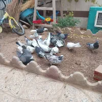 کبوتر