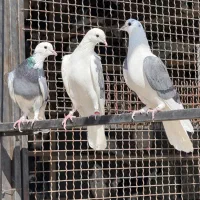 کفتر شازده قاره گرگی ابلغ پرشی کبوتر تهرانی