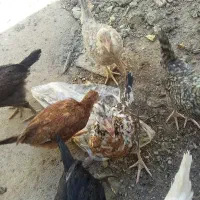 نیمچه عربی اصل کاکلی ۲ونیم ماهه ۴۵۰