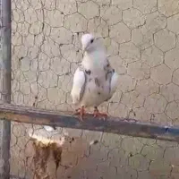 طوقی|پرنده|پاکدشت, پاکدشت (مامازند)|دیوار