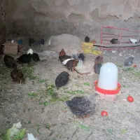 جوجه ۳ ماهه