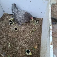 برهما / کوشین  / تخم مرغ  / جوجه