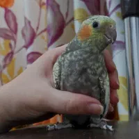 گلی خانم|پرنده|رشت, معلم|دیوار