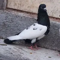 کبوتر سینه سیاه