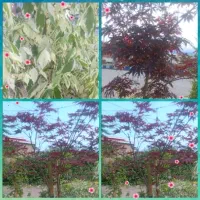 درخت افرا
