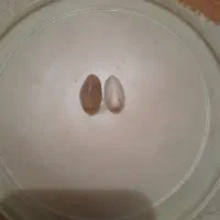 مهره قدیمی قدمت دار