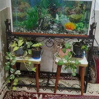 اکواریوم 150 لیتری با لوازم ماهی و لجنخوار توافقی