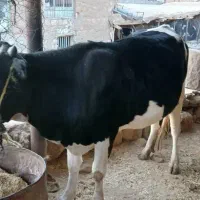 گاو و گوساله