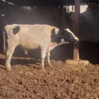 گاو،گوساله نرخالص