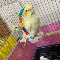 طوطی عروس نروماده جوان باقفس و وسایل|پرنده|اقبالیه, |دیوار