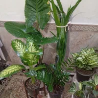 گلهای زیبا  و شاداب