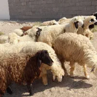 ۱۹ عدد بره چاق|حیوانات مزرعه|شوشتر, |دیوار