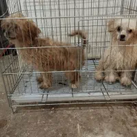 دو عدد توی پول ماده 7ماه