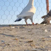 حیوون درجه یک|پرنده|تربتحیدریه, ترمینال|دیوار