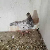 هفرنگ سینه سده