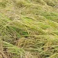 شالی فجربذری۹۰روزه