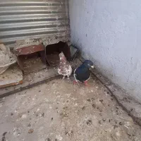 کفتر