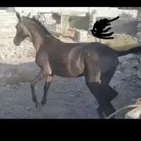 اسب خوب مهربان و آرام