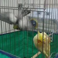 عروس هلندی ومرغ عشق|پرنده|کرمانشاه, |دیوار