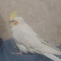 فروش عروس هلندی نر و ماده هر دوتا رام رام دستی|پرنده|چابهار, |دیوار