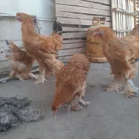 برهما غول پیکر دم بلوغ ۵ ماهه