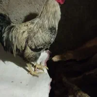 مرغ و خروس درجه یک|حیوانات مزرعه|ملکشاهی, |دیوار