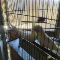 جفت عروس هلندی یک ساله آماده|پرنده|اهواز, فولاد|دیوار